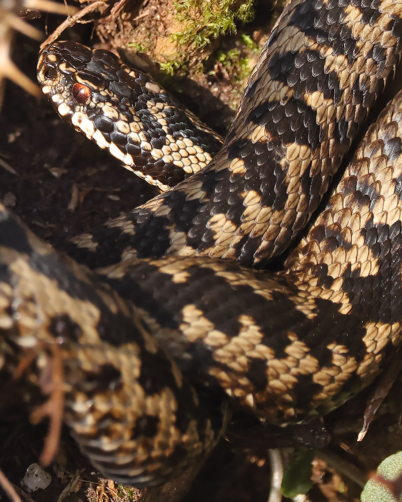 female adder